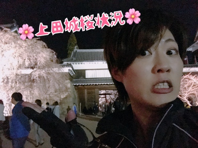 上田城の桜状況です。～桜はもう飽きた？～