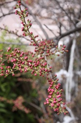 お花