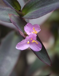 紫御殿　開花!(^^)!