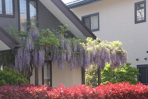 23年４月29日　花