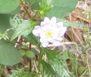 今日の花（5月12日）