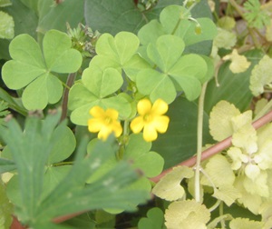 今日の花（5月12日）