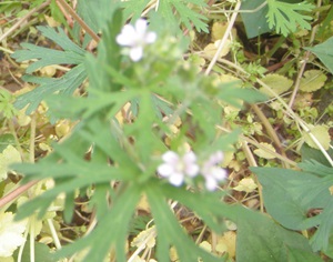 今日の花（5月12日）