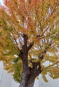 三色迷彩紅葉？