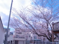 今日も花