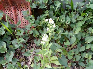 2025年５月11日家近くの花