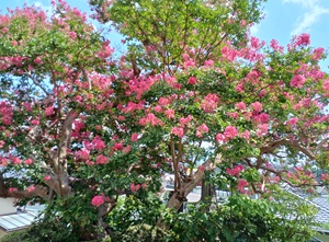 施餓鬼法要