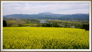 飯山　菜の花公園