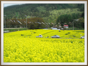 飯山　菜の花公園
