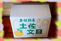 土佐文旦