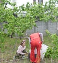 自然栽培と農業ビジネス