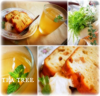 tea tree(ﾃｨｰﾂﾘｰ)