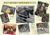 須坂市動物園代表動物選挙２０２５