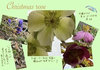 クリスマスローズ