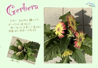 リボベジ