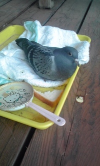 ハトの恩返し