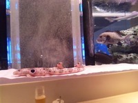 魚たちに癒されて