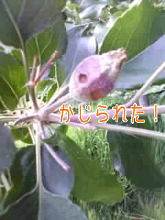 葉脈