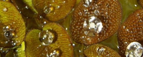 水中の宝石とメダカと