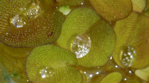 水中の宝石とメダカと