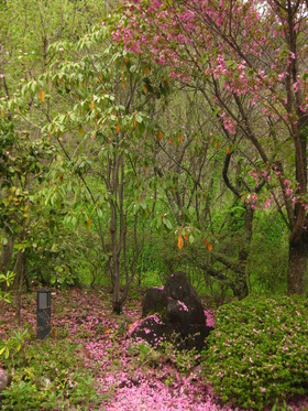 桜舞い散る露天風呂