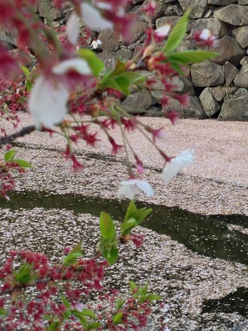 花いかだ