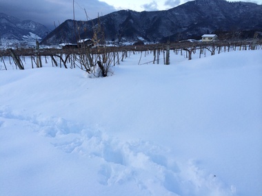 雪の爪痕１