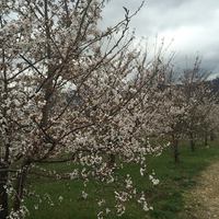 世間は花見でも