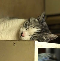 ♪ジェリちゃん大脱走の巻