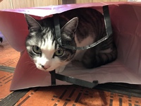 ♪今日は猫の日