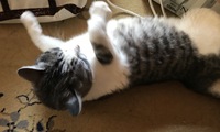 ♪2月22日は猫の日