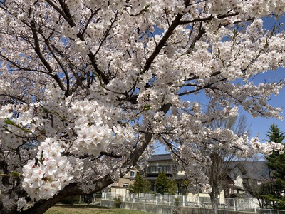 桜満開♪