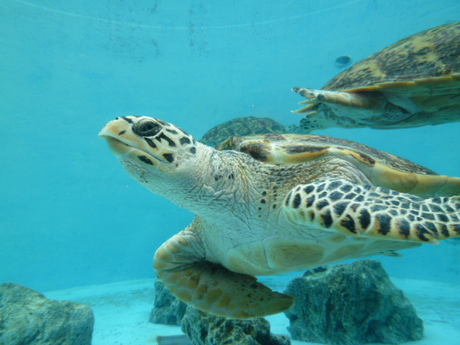 ちゅら海水族館