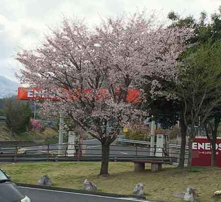 県外の桜 2023年