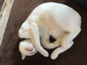 諭吉の眠り