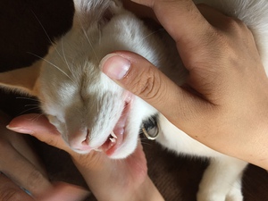 諭吉の眠り