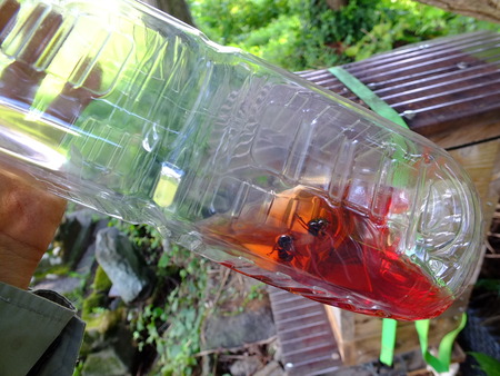 ちょっと時期が遅くなったが、採蜜！