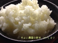 やよい農園の新米販売開始しました。