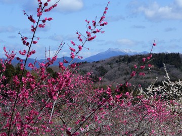 岡山県　津山市久米　梅の里にて