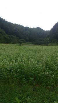 新蕎麦！！！