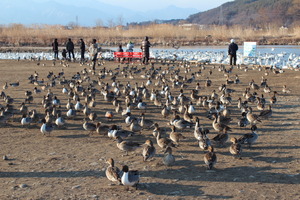 白鳥よりも…