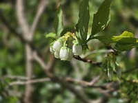 庭の新緑　ブルーベリー　キウイフルーツ