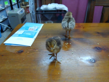 金鶏鳥の赤ちゃん大きくなってます、