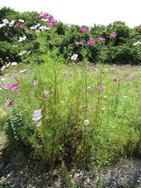 新そばの花の見ごろ