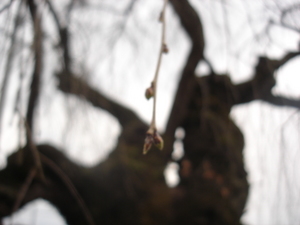 菅の枝垂れ桜