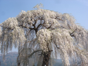 宇木地区の枝垂れ桜