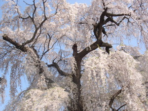 宇木地区の枝垂れ桜