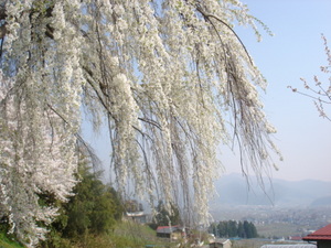 宇木地区の枝垂れ桜