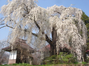 宇木地区の枝垂れ桜