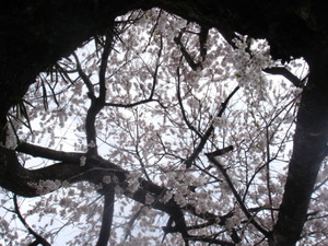 菅の枝垂れ桜　その３